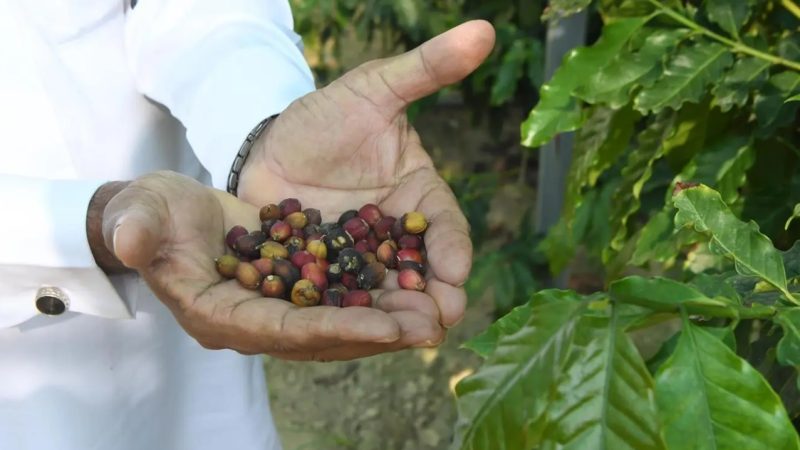 Saudi Farmers Revive Traditional Coffee Beans Farms